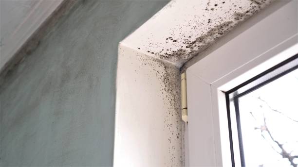 Best Mold Cleaning Services  in Bonduel, WI