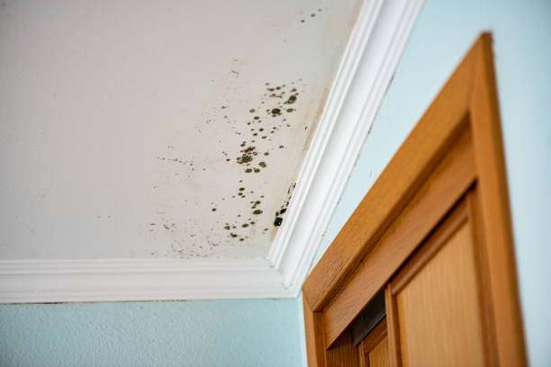 Best Home Mold Removal  in Bonduel, WI