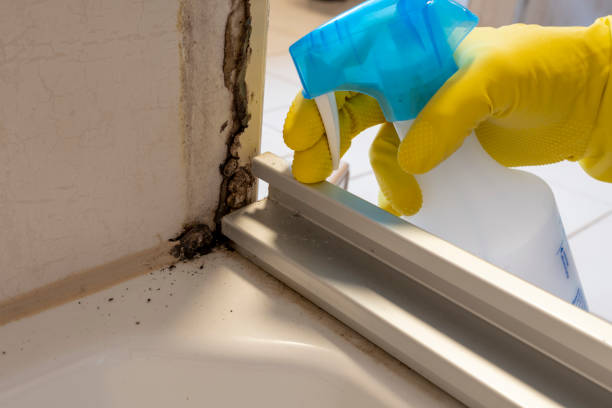 Best Mold Remediation Experts  in Bonduel, WI