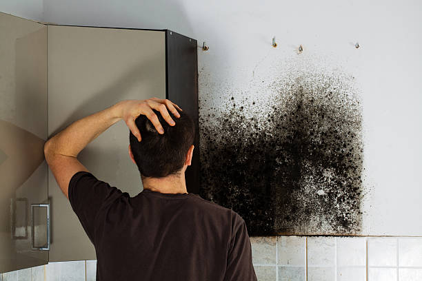 Best Certified Mold Removal  in Bonduel, WI