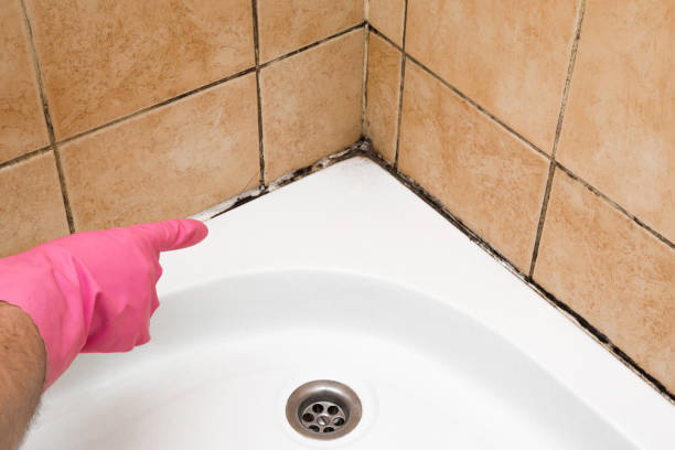 Best Best Mold Removal Companies  in Bonduel, WI